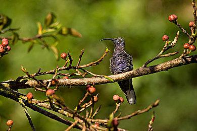 生化系列Steam促销 《生化危机8》《生化3重制》史低